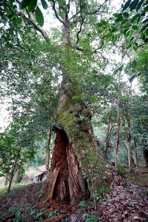 矢矯神社のタブノキ