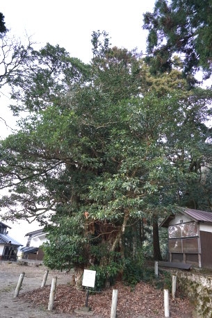 上小鴨神社のタブノキ