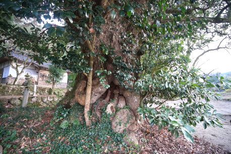 上小鴨神社のタブノキ