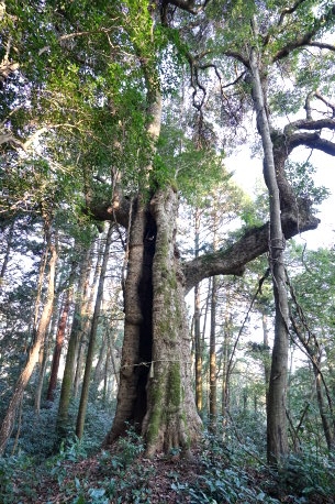 御熊神社のタブノキ