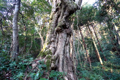 御熊神社のタブノキ