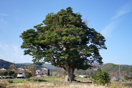 玉川神社のタブノキ