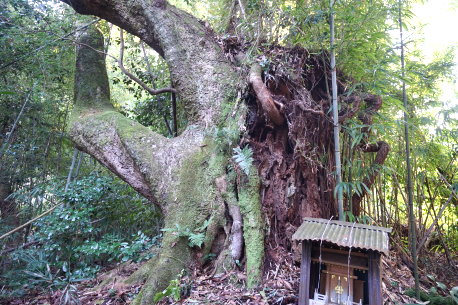 鷲峯のタブノキ