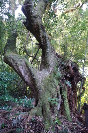 鷲峯のタブノキ