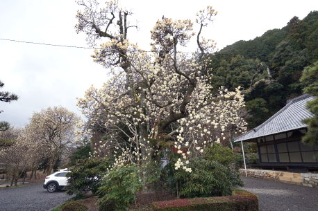 大徳寺のハクモクレン