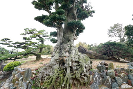 赤羽根町のクロガネモチ