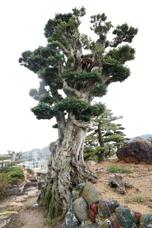 赤羽根町のクロガネモチ