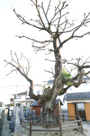 米津のセンダン