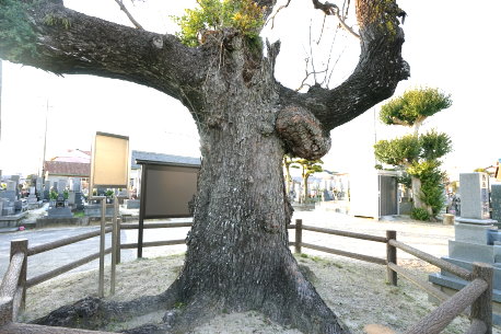 米津のセンダン