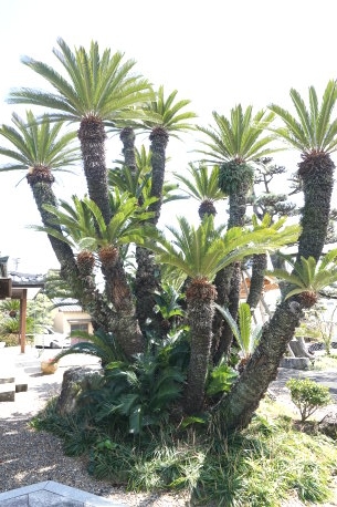慶雲寺のソテツ  No1