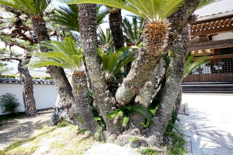 慶雲寺のソテツ  No2