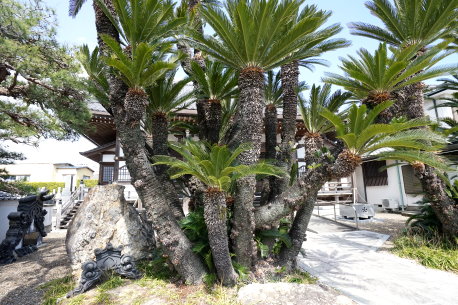 慶雲寺のソテツ  No2