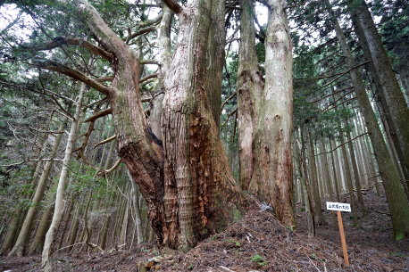 山伏塚の大杉