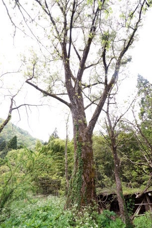 下杉川のポプラ