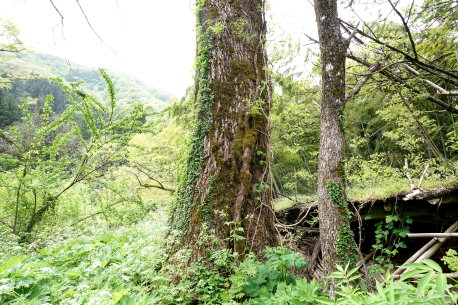 下杉川のポプラ