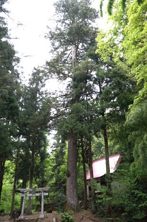 大川戸巣守神社のモミ