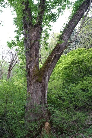 杜々の森のハリギリ