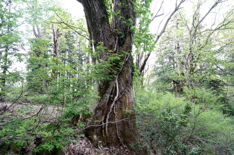 杜々の森のハリギリ