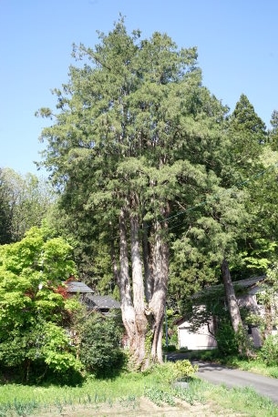 長嶺のヒヨクヒバ