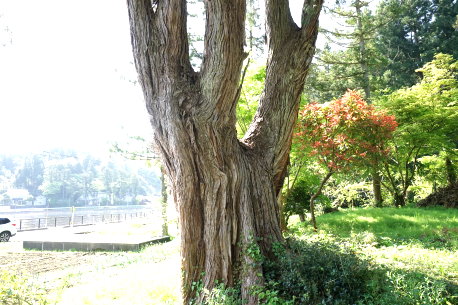 長嶺のヒヨクヒバ