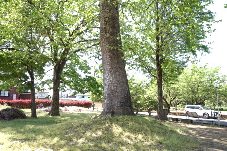 神谷のプラタナス