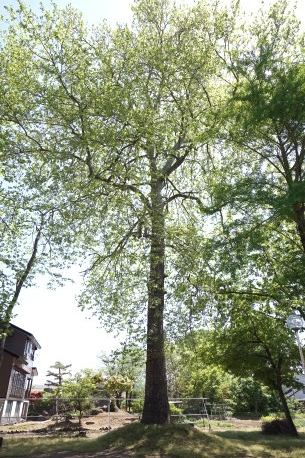 神谷のプラタナス
