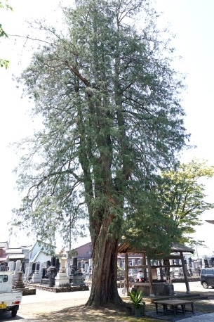 長永寺のヒヨクヒバ