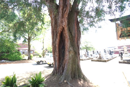長永寺のヒヨクヒバ