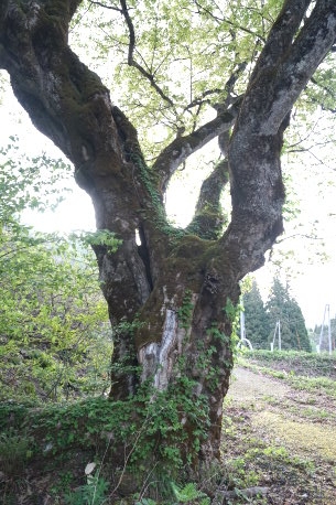 土樽のイタヤカエデ