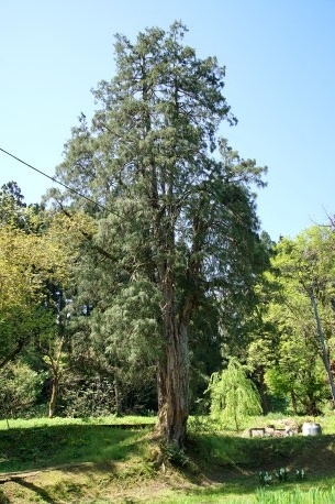 田代のヒヨクヒバ