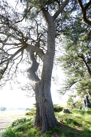 駒留島のクロマツ