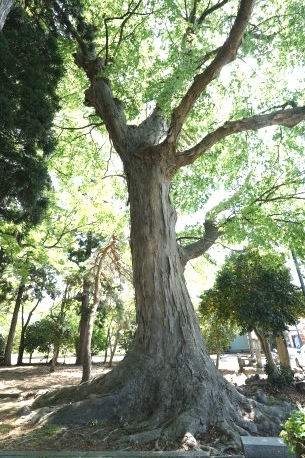 慶祥寺のケヤキ