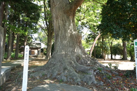 慶祥寺のケヤキ