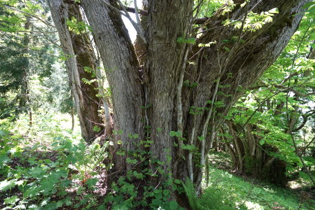 栗沢のサワグルミ