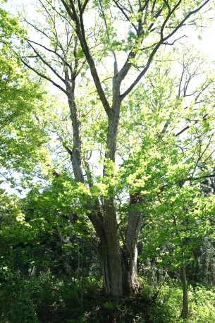 栗沢のサワグルミ