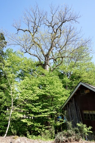 落合のしゅずのき