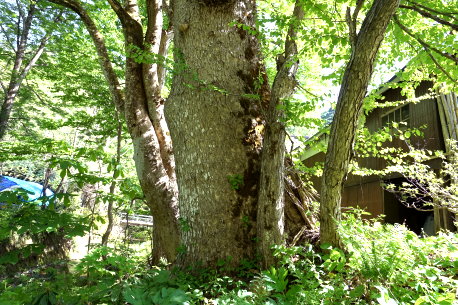 落合のしゅずのき