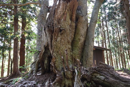 長石田のほおのき