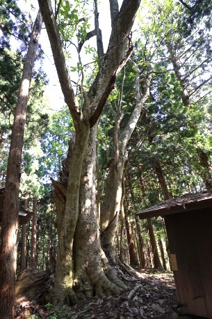 長石田のほおのき