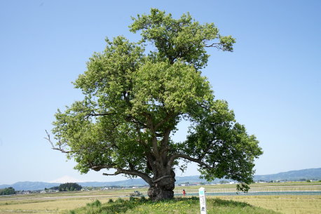 樽見内の鹿島梨