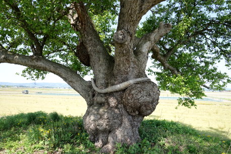 樽見内の鹿島梨
