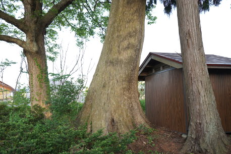 星山清水のネズコ