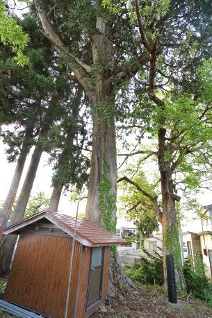星山清水のネズコ