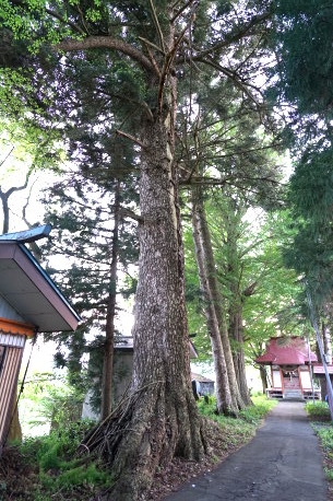 大曲八幡神社のモミ