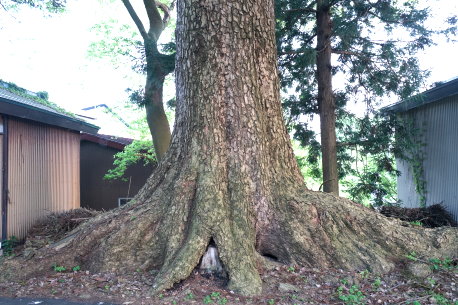 大曲八幡神社のモミ