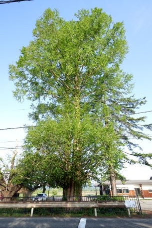 下鶯野のメタセコイア