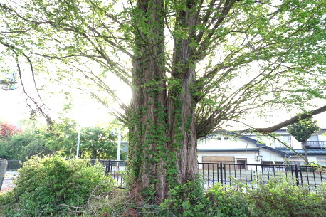 下鶯野のメタセコイア