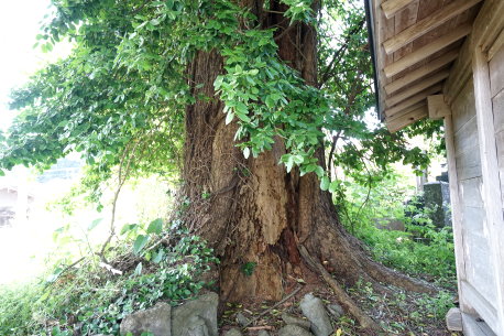 阿弥陀寺のモミ