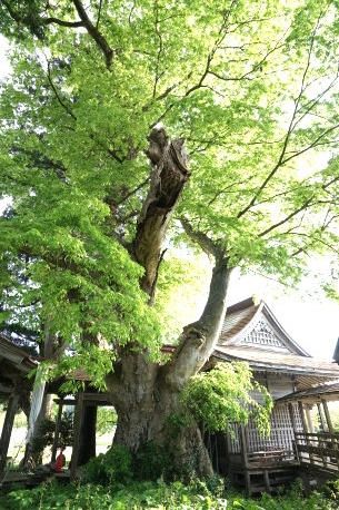 真山神社のケヤキ