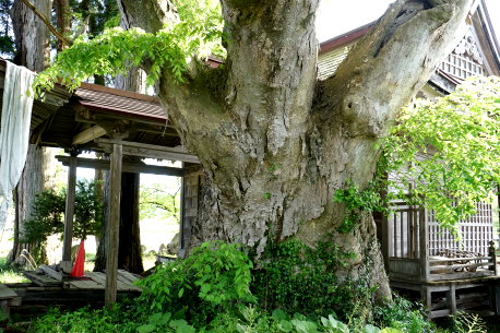 真山神社のケヤキ